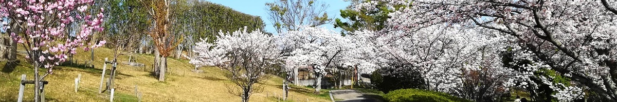 あすか野の桜
