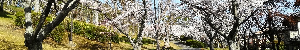 あすか野の桜