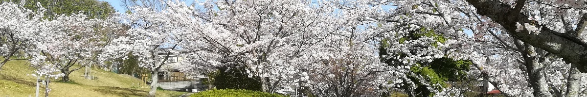 あすか野の桜