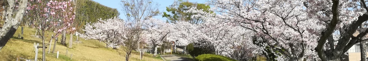 あすか野の桜