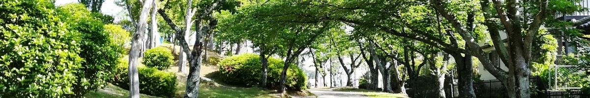 初夏のあすか野南の緑道