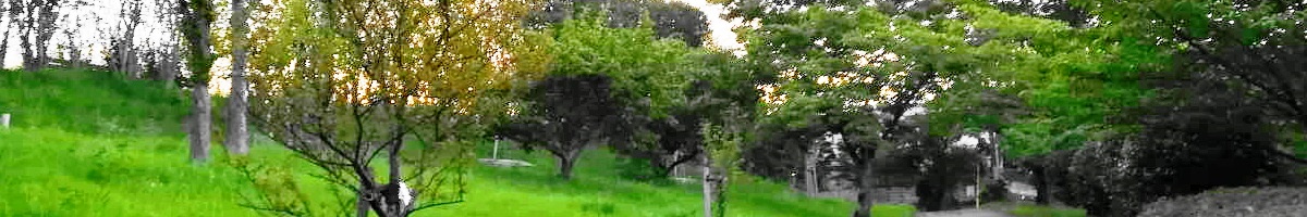 夏のあすか野北の緑道